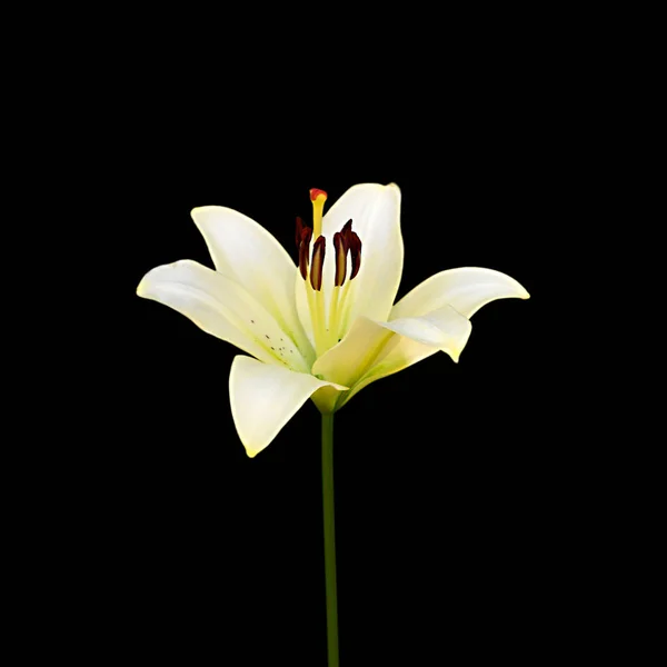 Beautiful pale yellow lily isolated on a black background — Stock Photo, Image