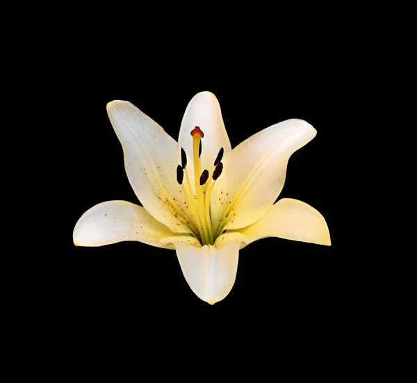 Lírio amarelo bonito isolado em um fundo preto — Fotografia de Stock