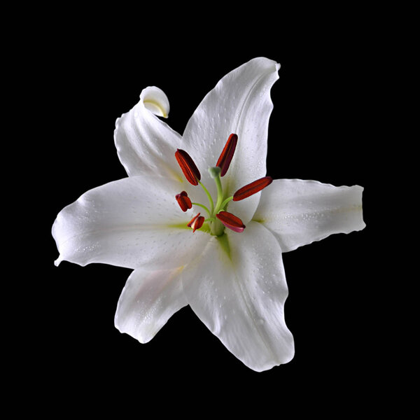 Beautiful white lily isolated on a black background