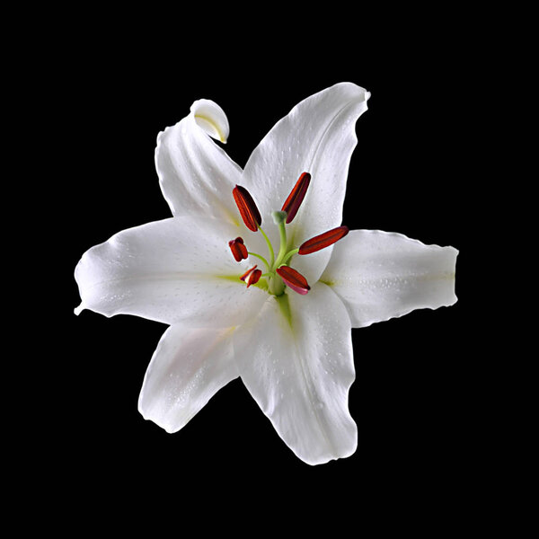Beautiful white lilies isolated on a black background