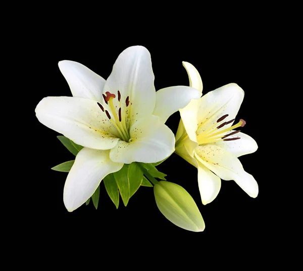 Güzel beyaz zambaksiyah bir arka plan üzerinde izole