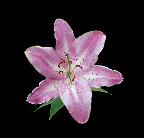 Güzel pembe zambak siyah bir arka plan üzerinde izole