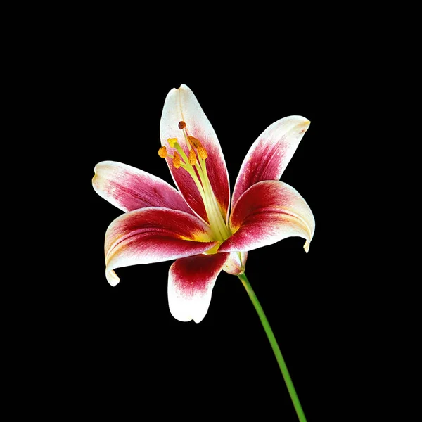 Beautiful motley lily isolated on a black background — Stock Photo, Image