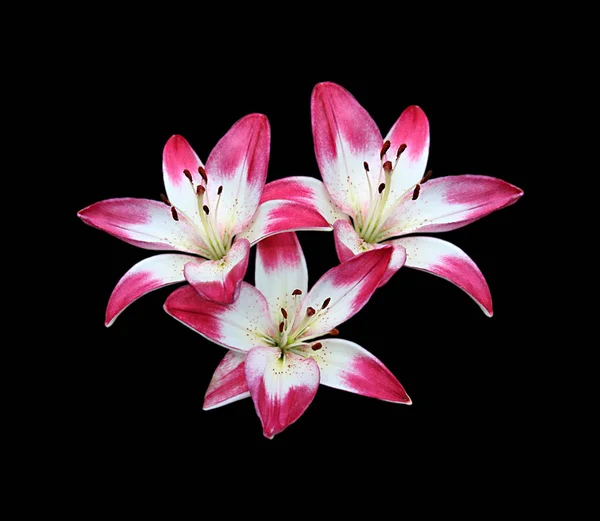 Siyah bir arka plan üzerinde izole güzel renkli zambaklar