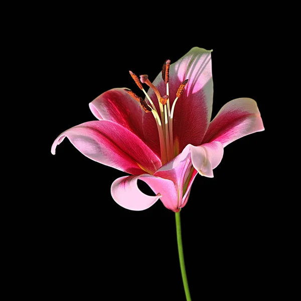 Güzel rengarenk zambak siyah bir arka plan üzerinde izole