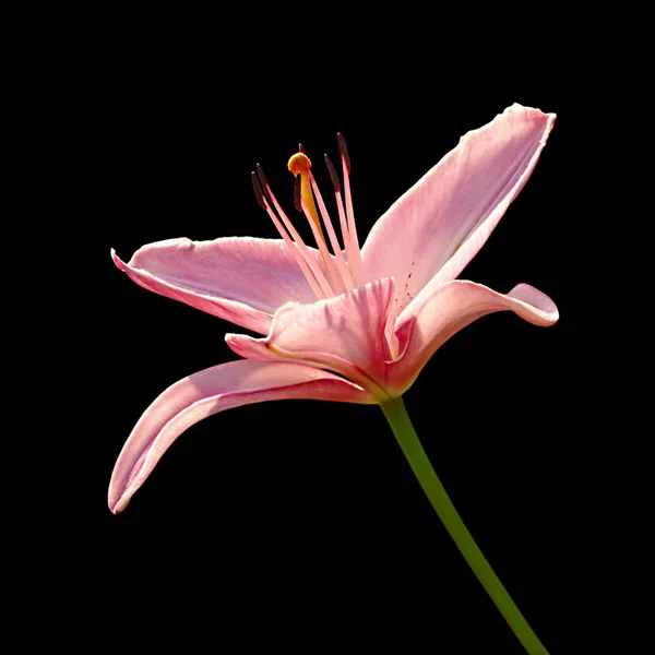 Beautiful pink lily isolated on a black background