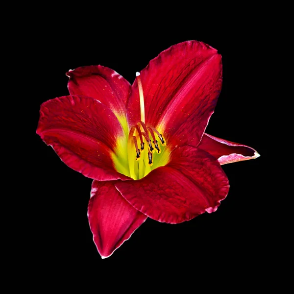 Indah merah marun bunga lily terisolasi pada latar belakang hitam — Stok Foto