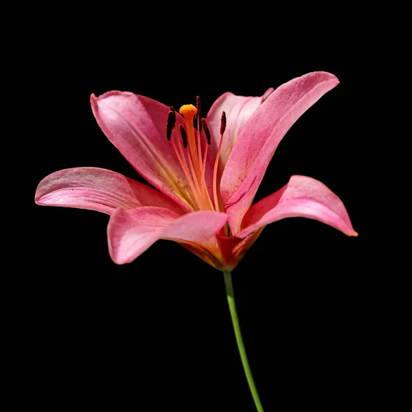 Güzel mor zambak siyah bir arka plan üzerinde izole