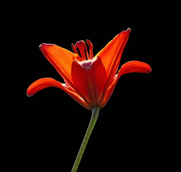 Beautiful orange lily flower isolated on a black background — Stock Photo, Image