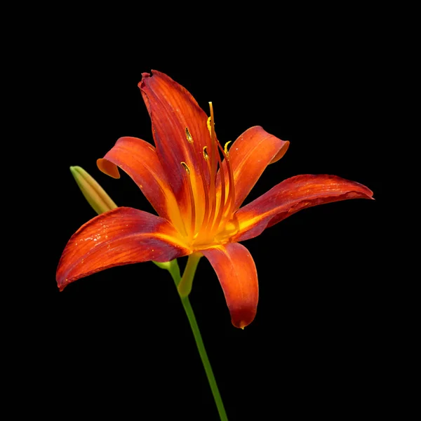 Schöne orange Lilie isoliert auf schwarzem Hintergrund — Stockfoto