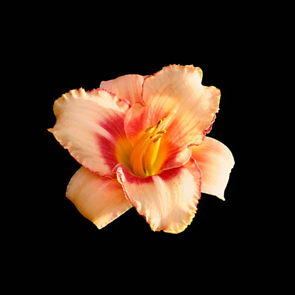 Beautiful orange lily flower isolated on a black background