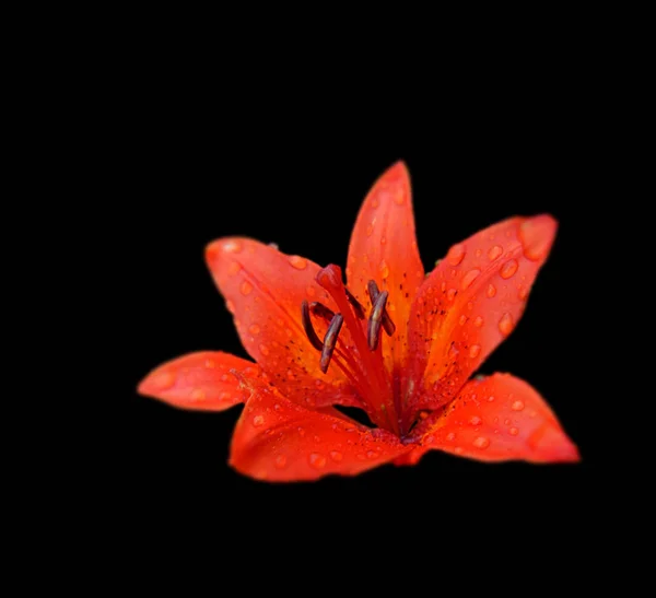 Beautiful orange lily isolated on a black background