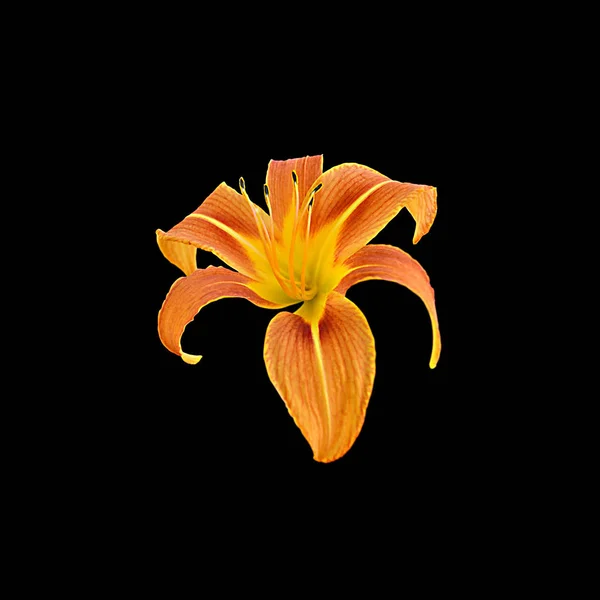 Beautiful orange lily flower isolated on black background — Stock Photo, Image