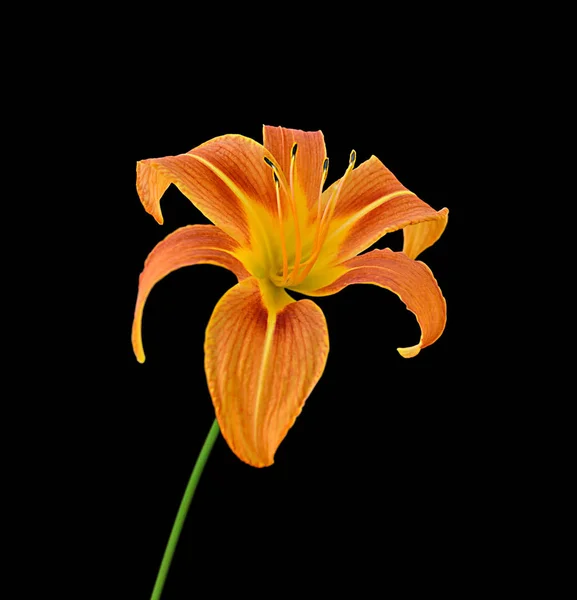Beautiful orange lily flower isolated on black background
