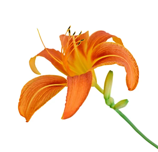 Beautiful orange lily isolated on a white background — Stock Photo, Image