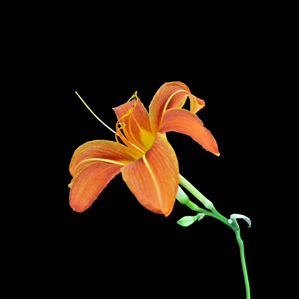 Schöne orange Lilie isoliert auf schwarzem Hintergrund — Stockfoto