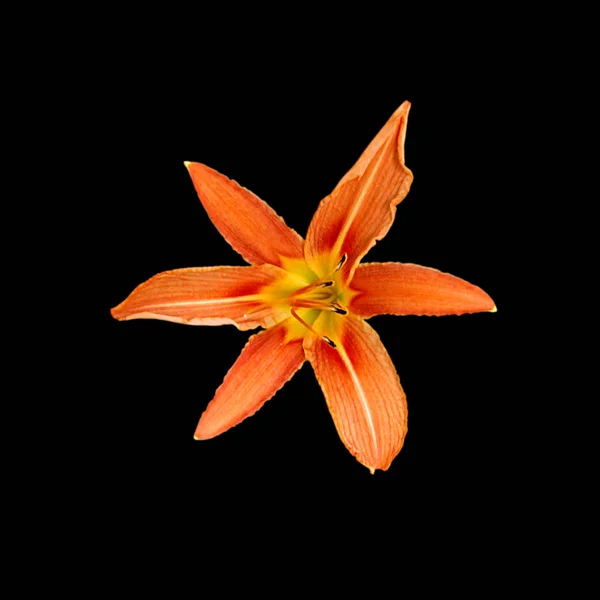 Beautiful orange lily isolated on a black background