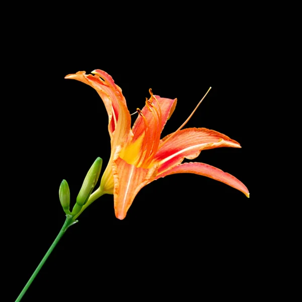 Beautiful orange lily isolated on a black background