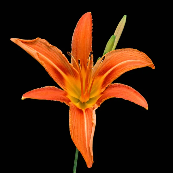 Beautiful orange lily isolated on a black background