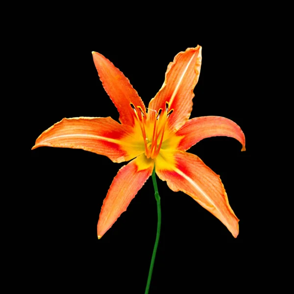 Beautiful orange lily isolated on a black background