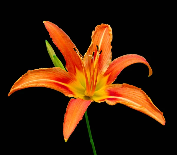 Beautiful orange lily isolated on a black background — Stock Photo, Image