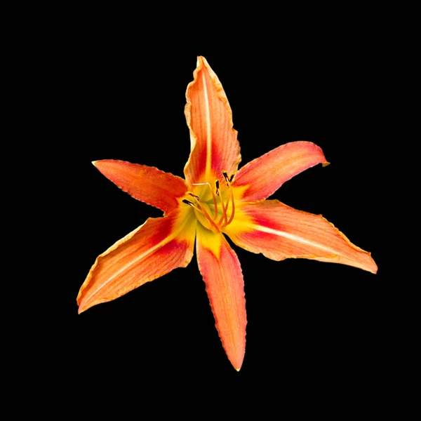 Beautiful orange lily isolated on a black background