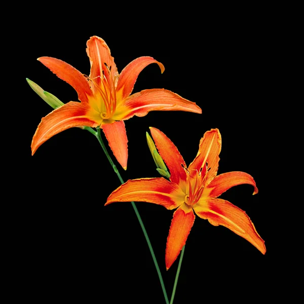 Beautiful orange lilies isolated on a black background — Stock Photo, Image