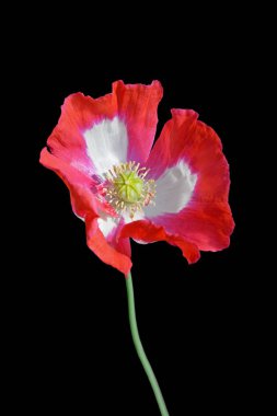 Güzel kırmızı haşhaş siyah bir arka plan üzerinde izole