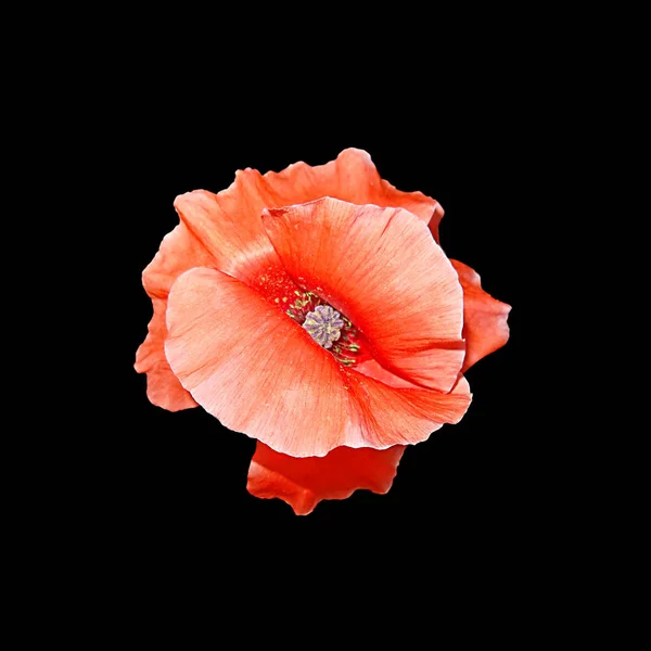 Siyah bir arka plan üzerinde izole kırmızı haşhaş çiçek — Stok fotoğraf