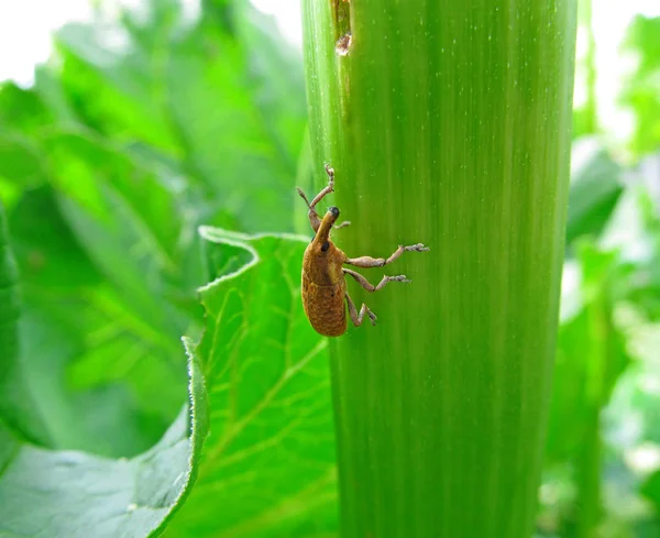 Bruine kever zittend op een groen blad van een plant — Stockfoto