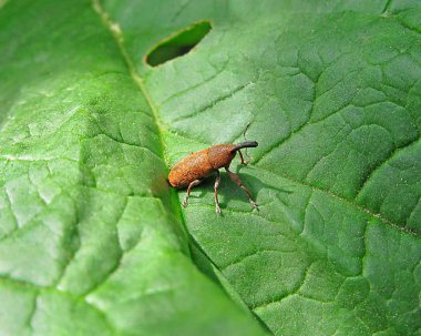 Bir bitkinin yeşil yaprağında oturan kahverengi böcek