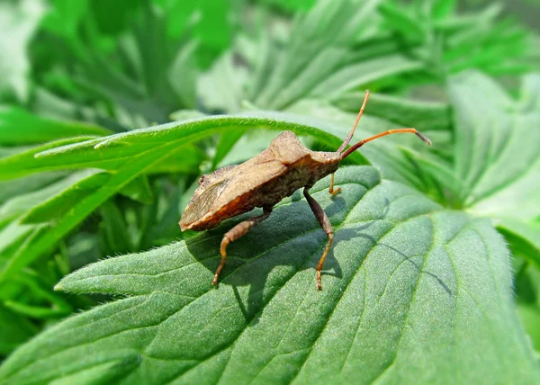 Un insecto marrón sentado en una hoja verde de una planta — Foto de Stock