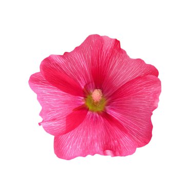 Beyaz arkaplanda izole edilmiş pembe mallow çiçeği