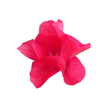 Beyaz arkaplanda izole edilmiş pembe mallow çiçeği