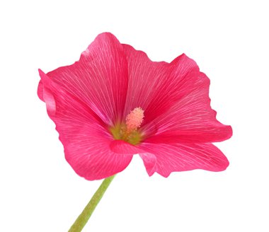 Beyaz arkaplanda izole edilmiş pembe mallow çiçeği