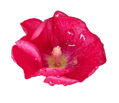 Beyaz arkaplanda izole edilmiş pembe mallow çiçeği
