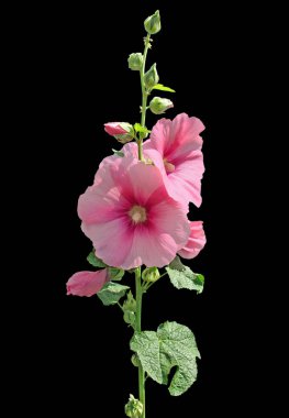 Siyah arka planda izole edilmiş pembe mallow çiçeği.