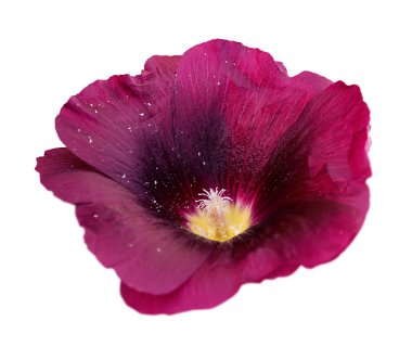 Beyaz bir arka planda yalıtılmış kestane rengi çiçekleri.