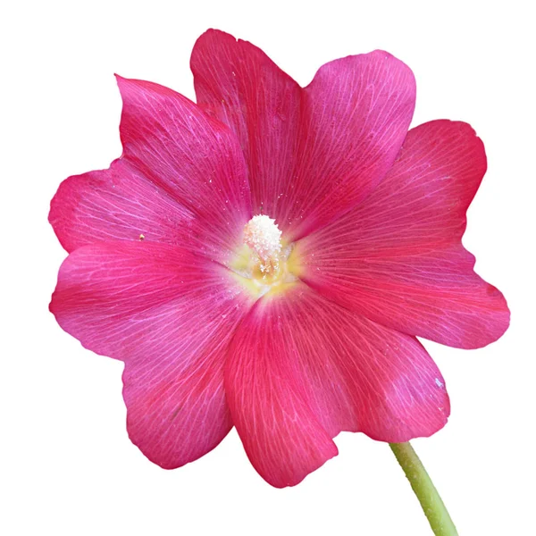 Flor de malva rosa aislada sobre un fondo blanco — Foto de Stock