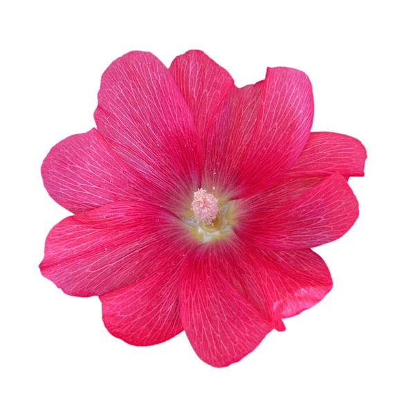 Flor de malva rosa isolada sobre um fundo branco — Fotografia de Stock