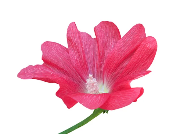 Flor de malva rosa aislada sobre un fondo blanco — Foto de Stock