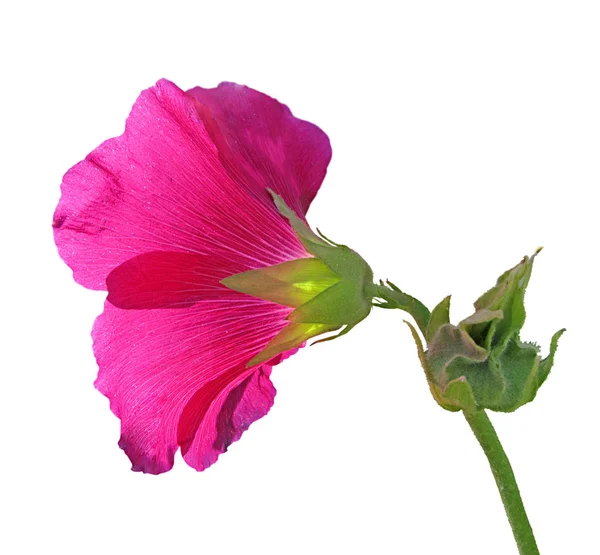 Flor de malva rosa isolada sobre um fundo branco — Fotografia de Stock