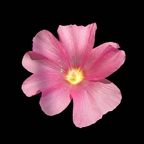 Rózsaszín mályvacukor virág elszigetelt fekete alapon — Stock Fotó