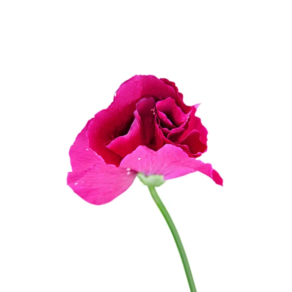 Flor de malva rosa isolada sobre um fundo branco — Fotografia de Stock