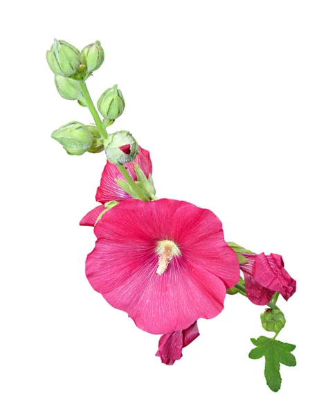 Flor de malva rosa aislada sobre un fondo blanco — Foto de Stock