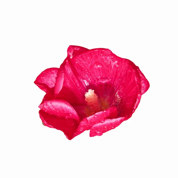 Rosa Malvenblüte isoliert auf weißem Hintergrund — Stockfoto