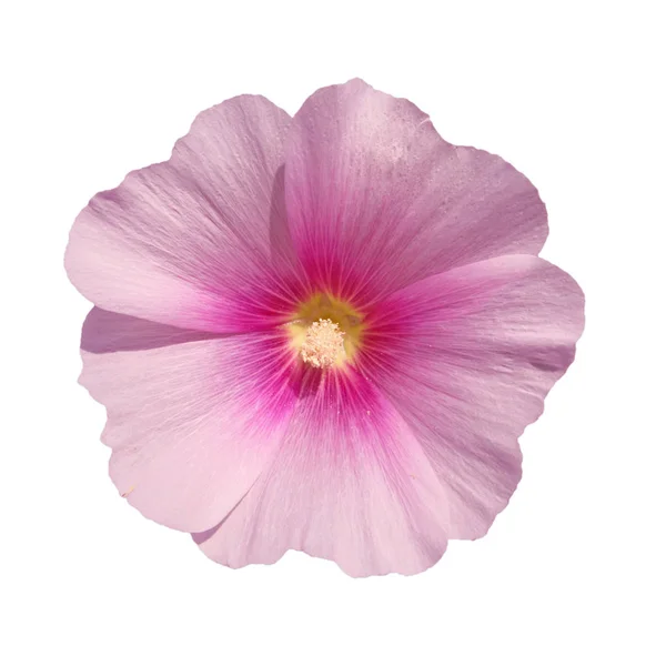 Blassrosa Malvenblüte isoliert auf weißem Hintergrund — Stockfoto