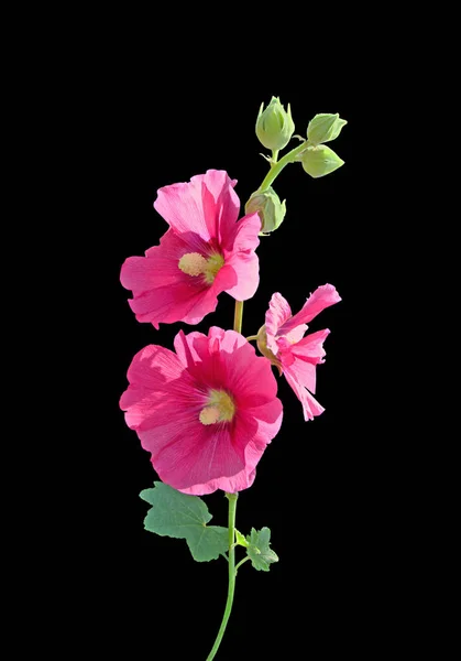 Rózsaszín mályvacukor virág elszigetelt fekete alapon — Stock Fotó