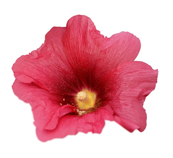Flor de malva rosa isolada sobre um fundo branco — Fotografia de Stock