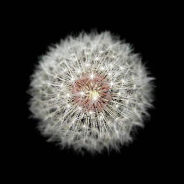 Siyah arka planda beyaz tüylü karahindiba.